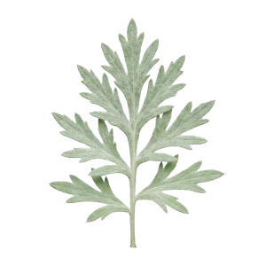 Artemisia perfume note
