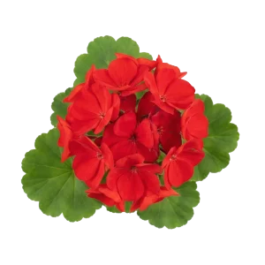 Geranium perfume note