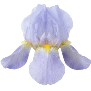 Iris Pallida perfume note