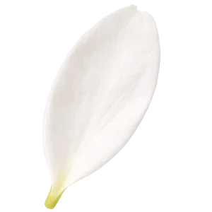 Jasmine perfume note