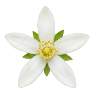 Orange Blossom perfume note