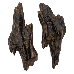 Oud perfume note