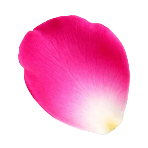 Bulgarian Rose perfume note