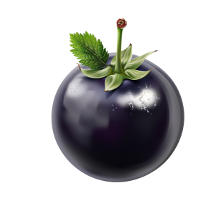 Blackcurrant perfume note