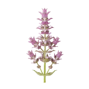 Clary Sage perfume note